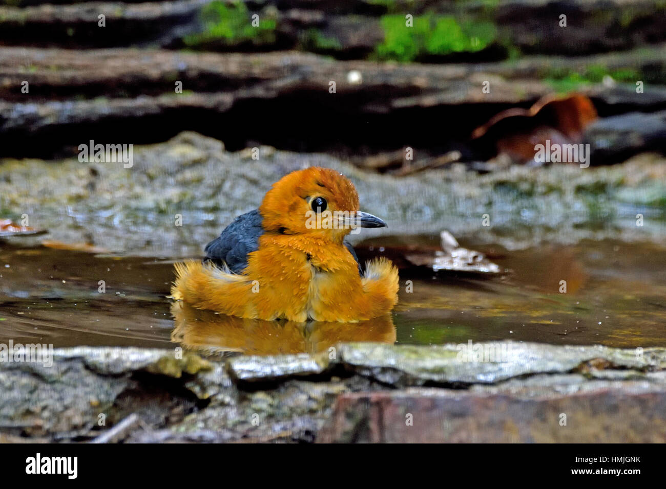 A male Orange-headed Thrush (Geokichla citrina gibsonhilli) taking a bath in a forest pool in Kaeng Krachan National Park in Western Thailand Stock Photo