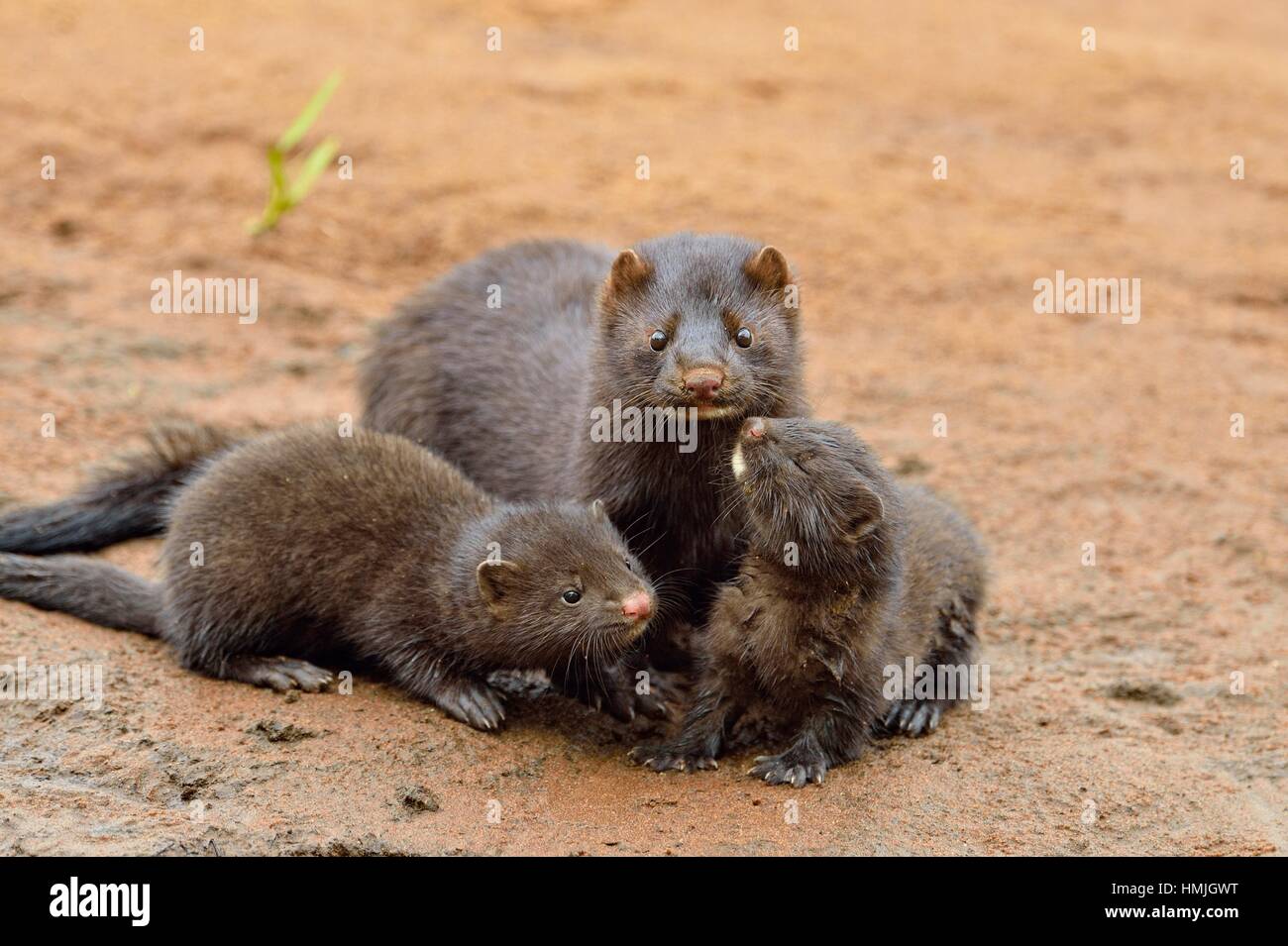Mink (Mustela vison) Mother and pups, captive, Minnesota wildlife Connection, Sandstone