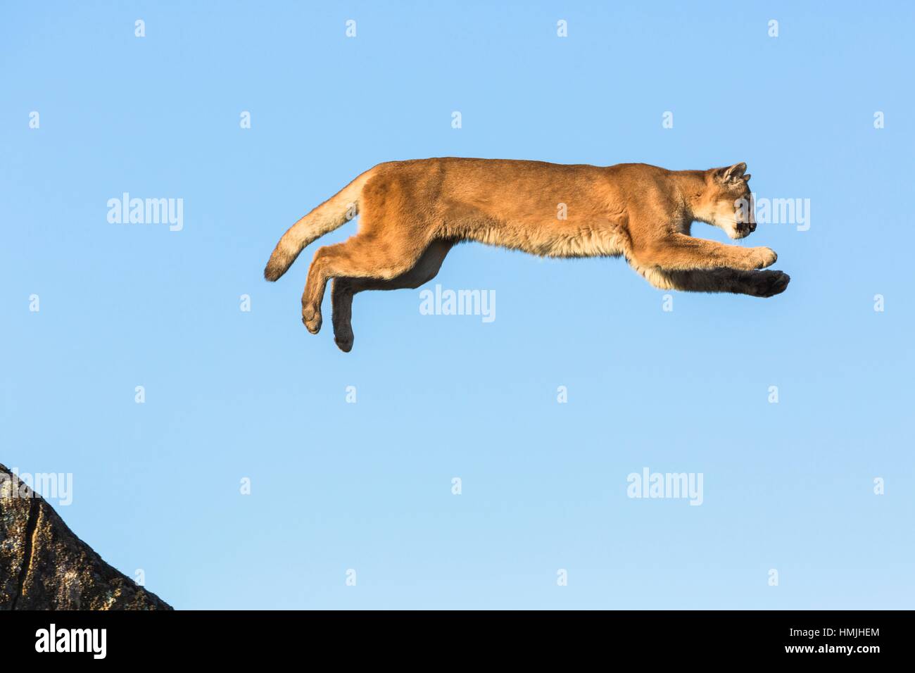 Puma jumping hi-res stock photography and images - Page 2 - Alamy