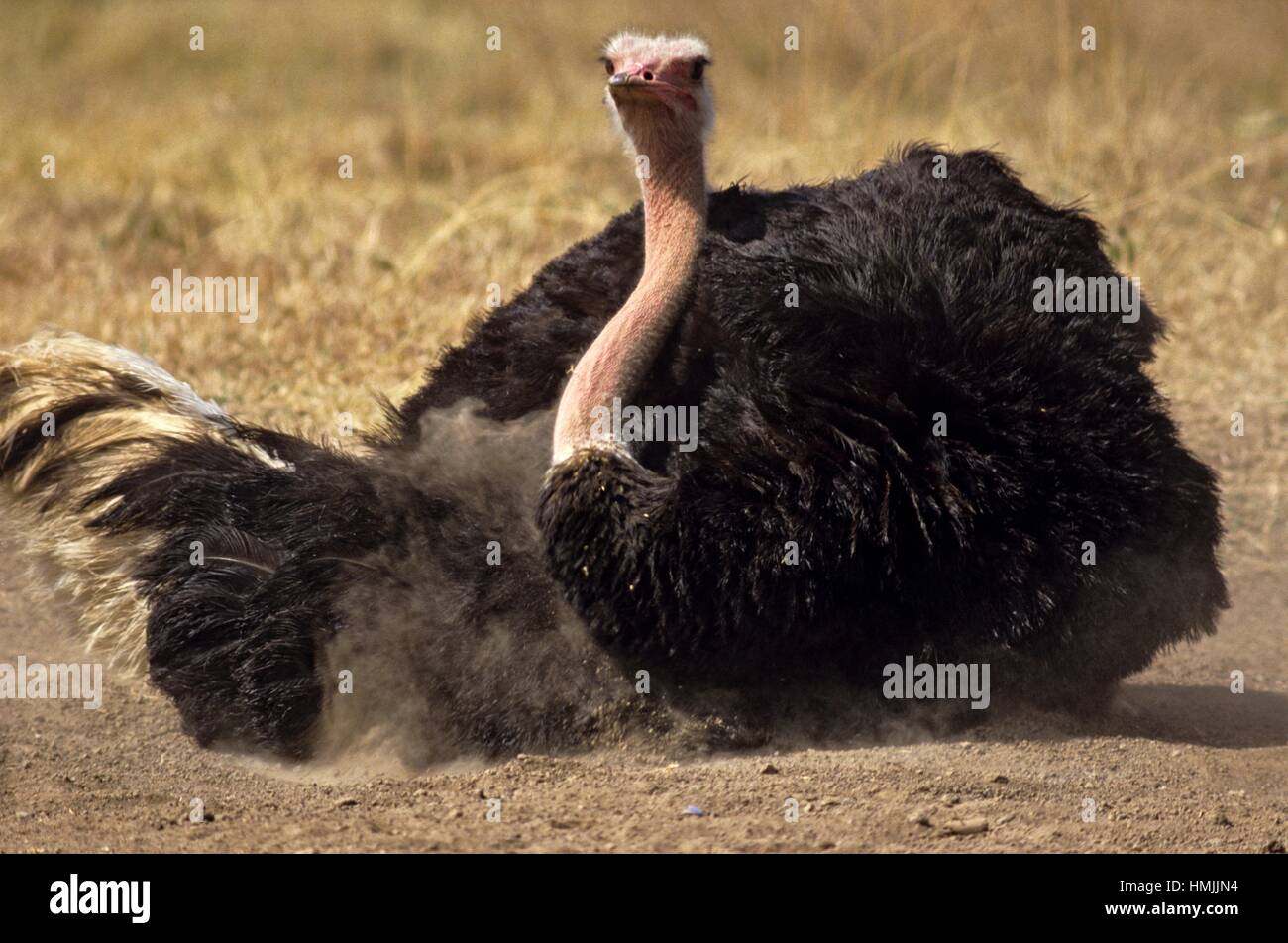 ostrich predators ostrich predators