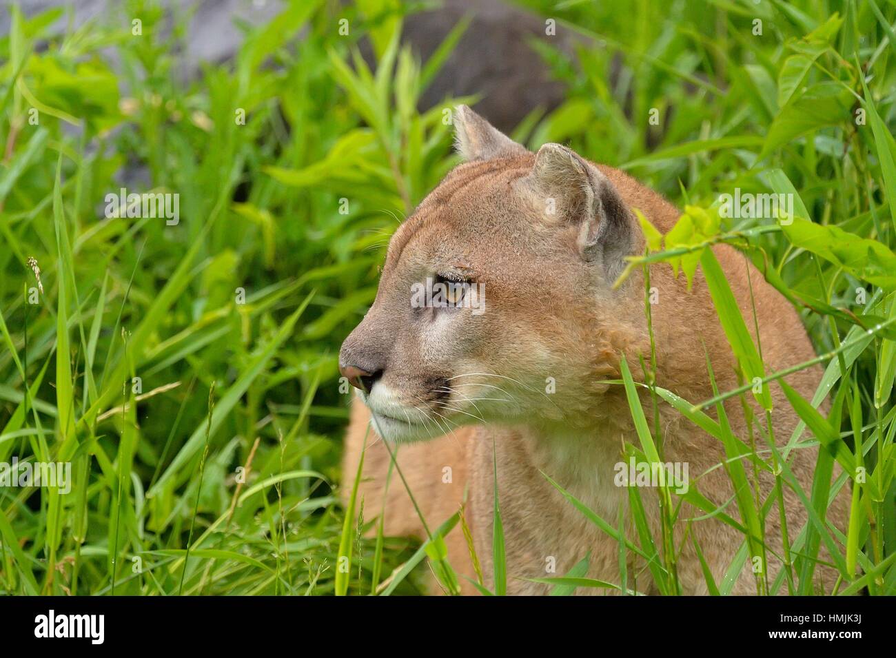 Mountain lion (Puma concolor) Captive raised, Minnesota wildlife Connection, Sandstone