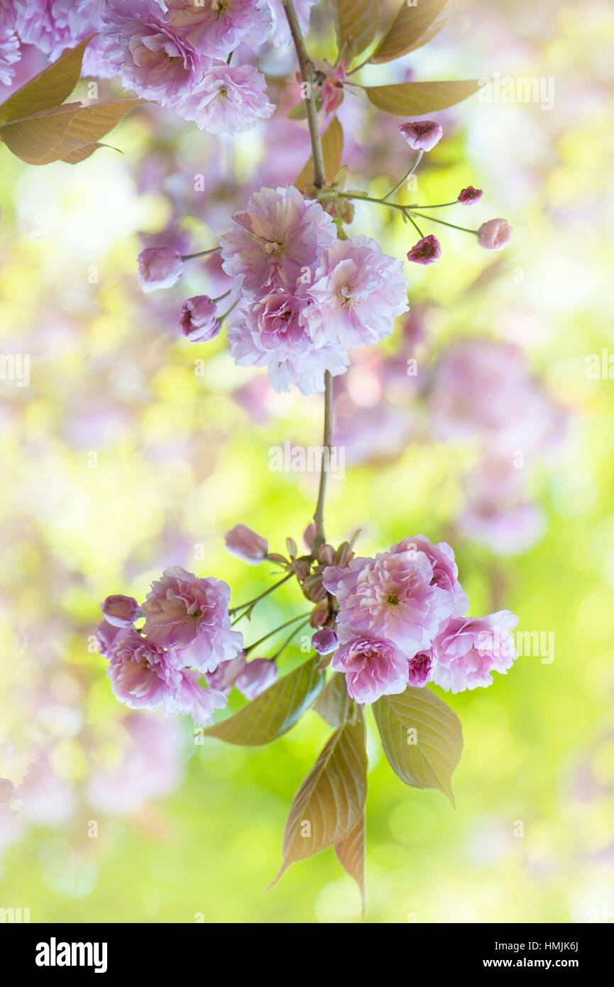 A portrait image of Prunus Kanzan spring pink cherry blossom flowers, a Japanese flowering cherry tree. Stock Photo