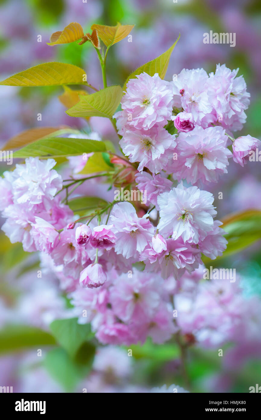 A portrait image of Prunus Kanzan spring pink cherry blossom flowers, a