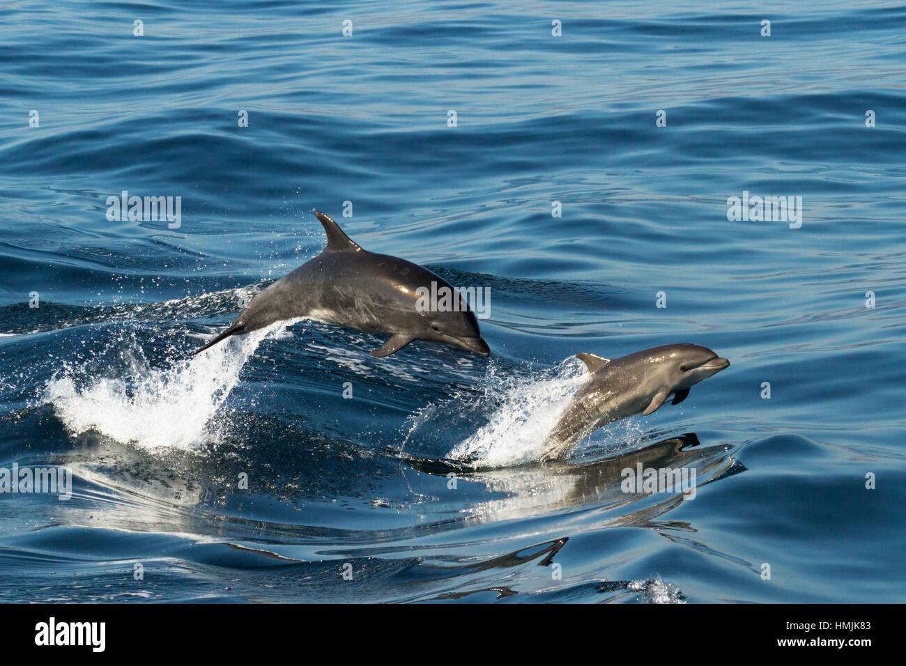 Mom and baby offshore Bottlenose dolphins porpoising out of the water in  sync Stock Photo - Alamy