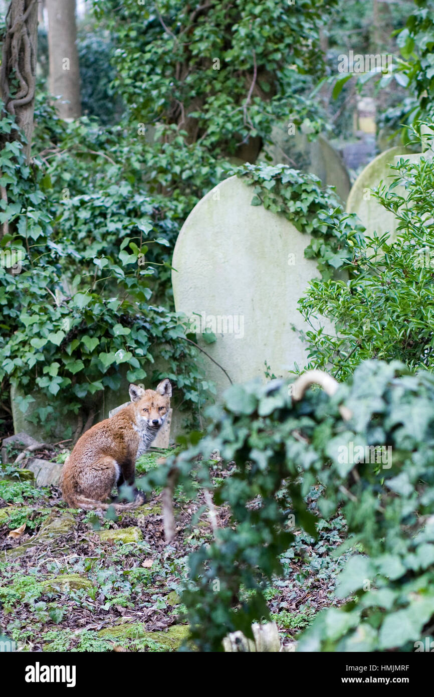 Fox sitting in amongst the Graves at Highgate Cemetery, London, England Stock Photo