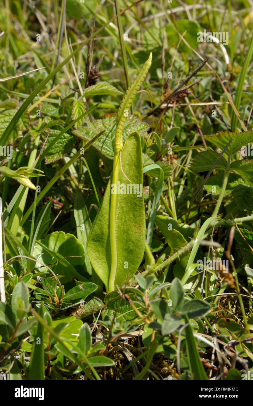 Adder's-tongue, Ophioglossum vulgatum Stock Photo