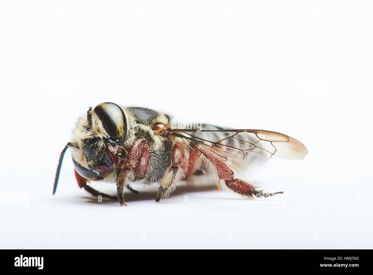 black bee lying on a white background Stock Photo - Alamy