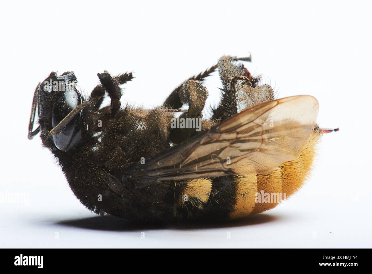 dead bumble bee laying on her back on a white background Stock Photo