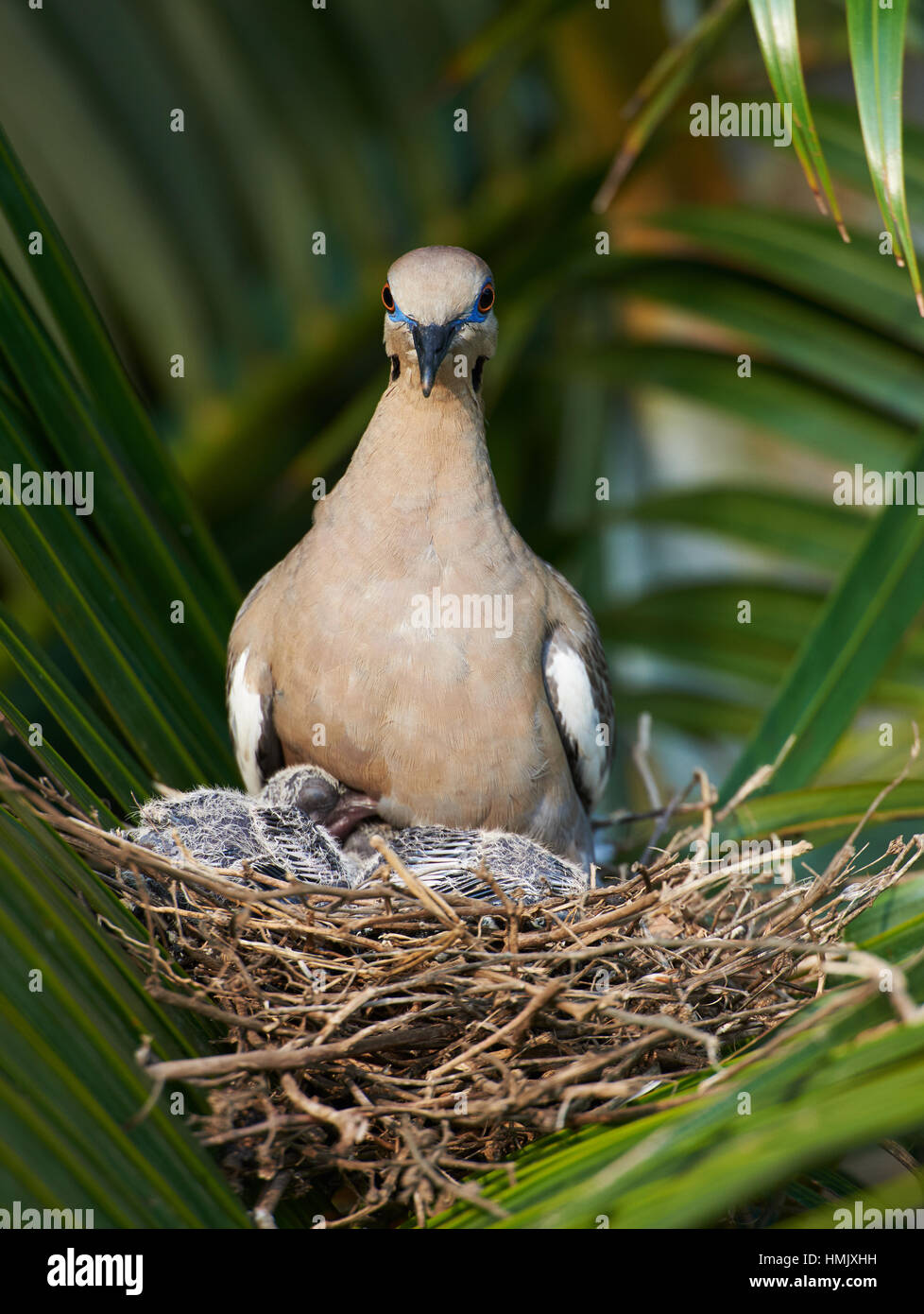 Dove Nest Stock Photos & Dove Nest Stock Images Alamy