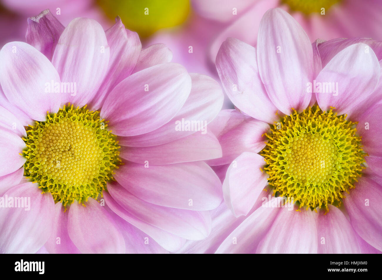 Closeup of pink Daisy flowers-Victoria, British Columbia, Canada. Stock Photo