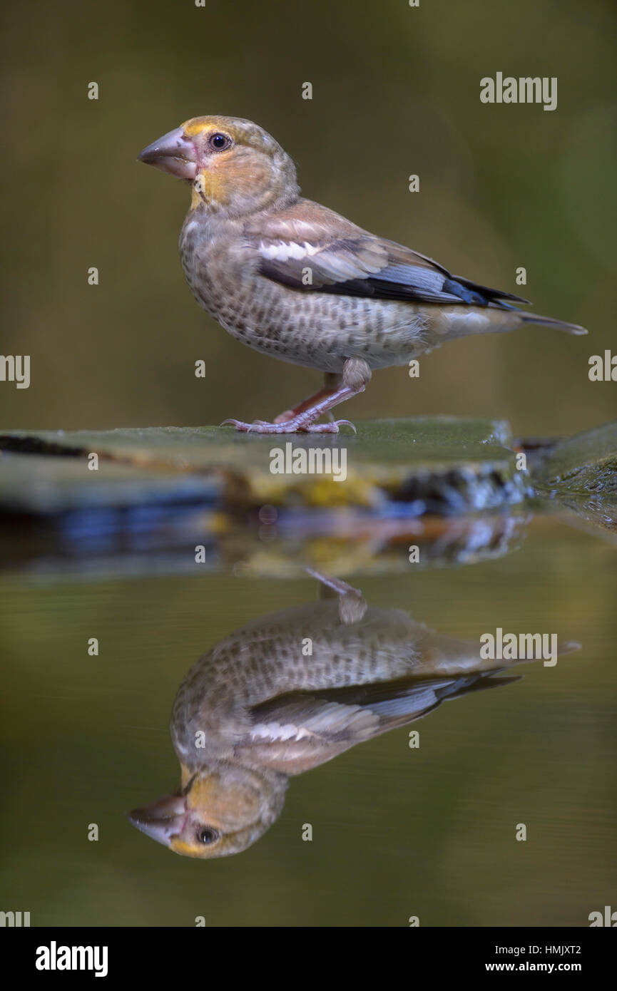 Hawfinch (Coccothraustes coccothraustes), young bird on birdbath, reflection, Kiskunság National Park, Hungary Stock Photo