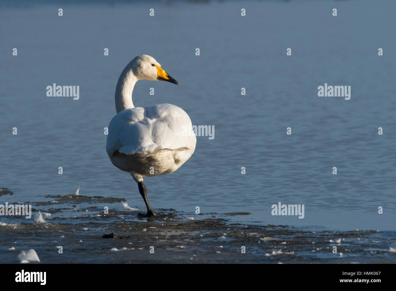 Whooper Swan (Cygnus cygnus) standing on one leg by the water, Emsland, Lower Saxony, Germany Stock Photo