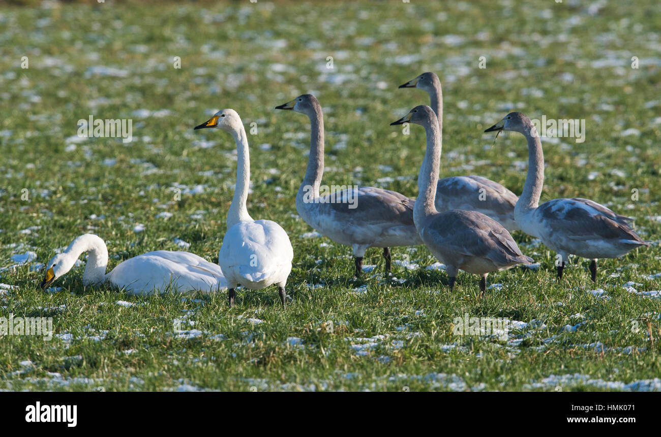Whooper swans (Cygnus cygnus), adult and juveniles, in meadow with hoarfrost, Emsland, Lower Saxony, Germany Stock Photo