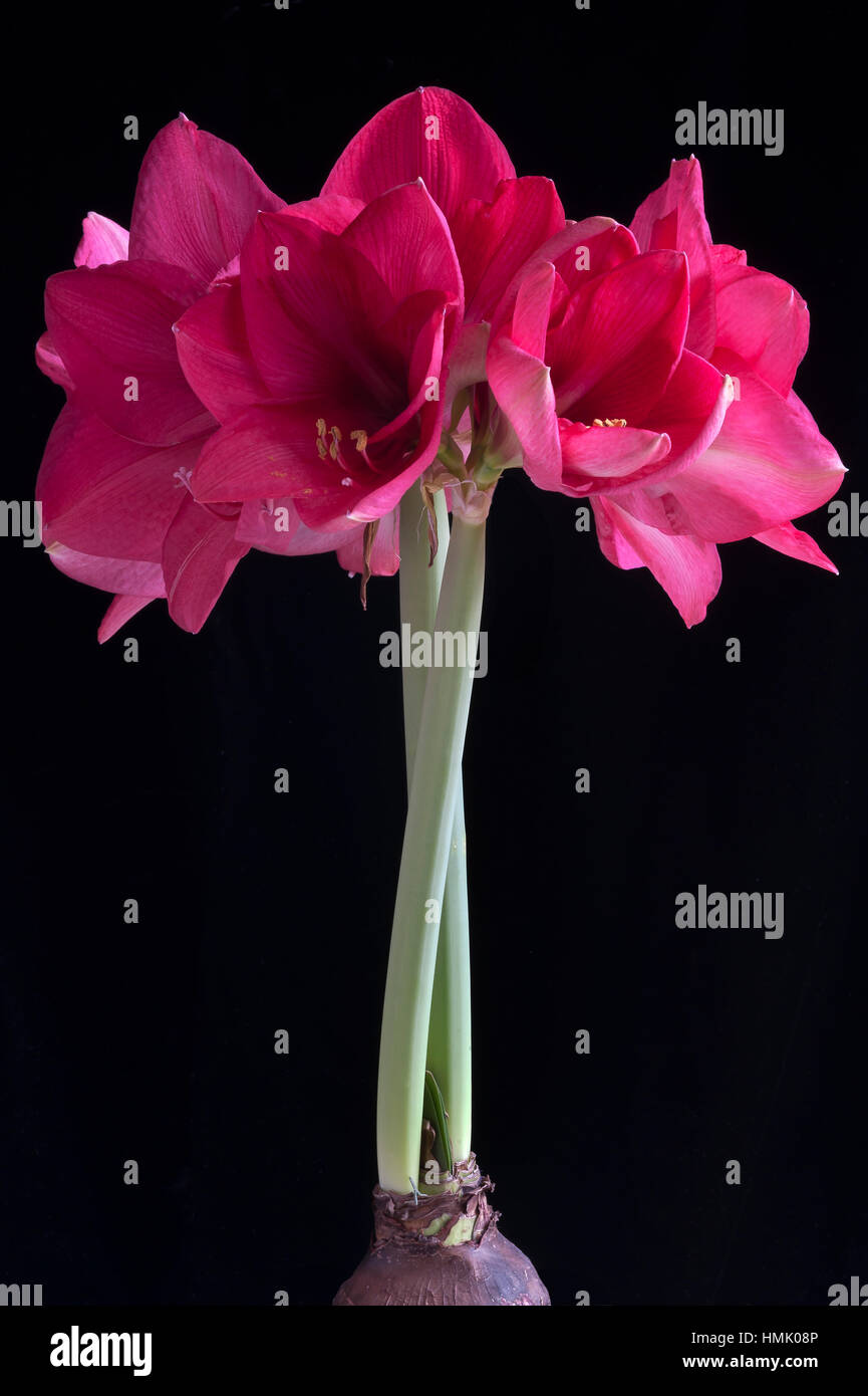 Pink amaryllis (Amaryllis) flowers with black background Stock Photo