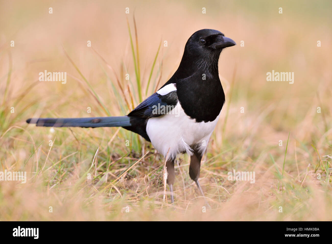 Magpie (Pica pica) in a meadow, Poland Stock Photo