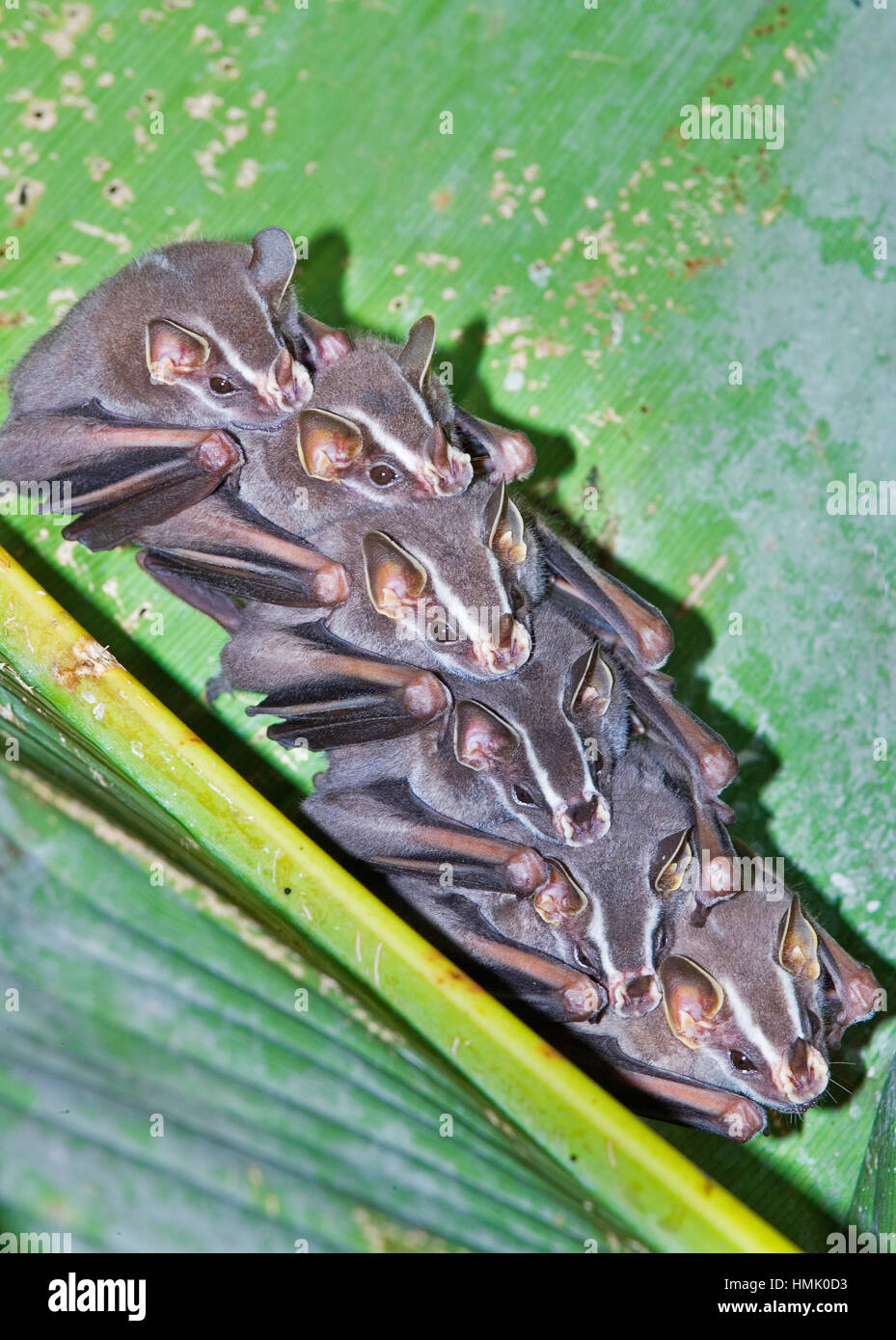 Greater bulldog bat costa rica hires stock photography and images Alamy