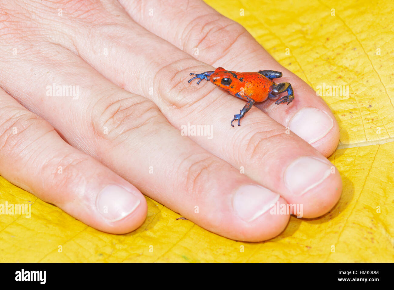 Blue jeans dart frog (Dendrobates pumilio) on hand, Costa Rica Stock Photo