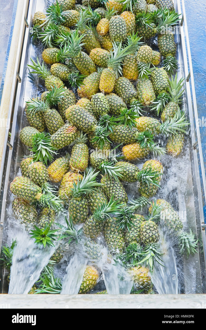 Costa rica pineapples hires stock photography and images Alamy
