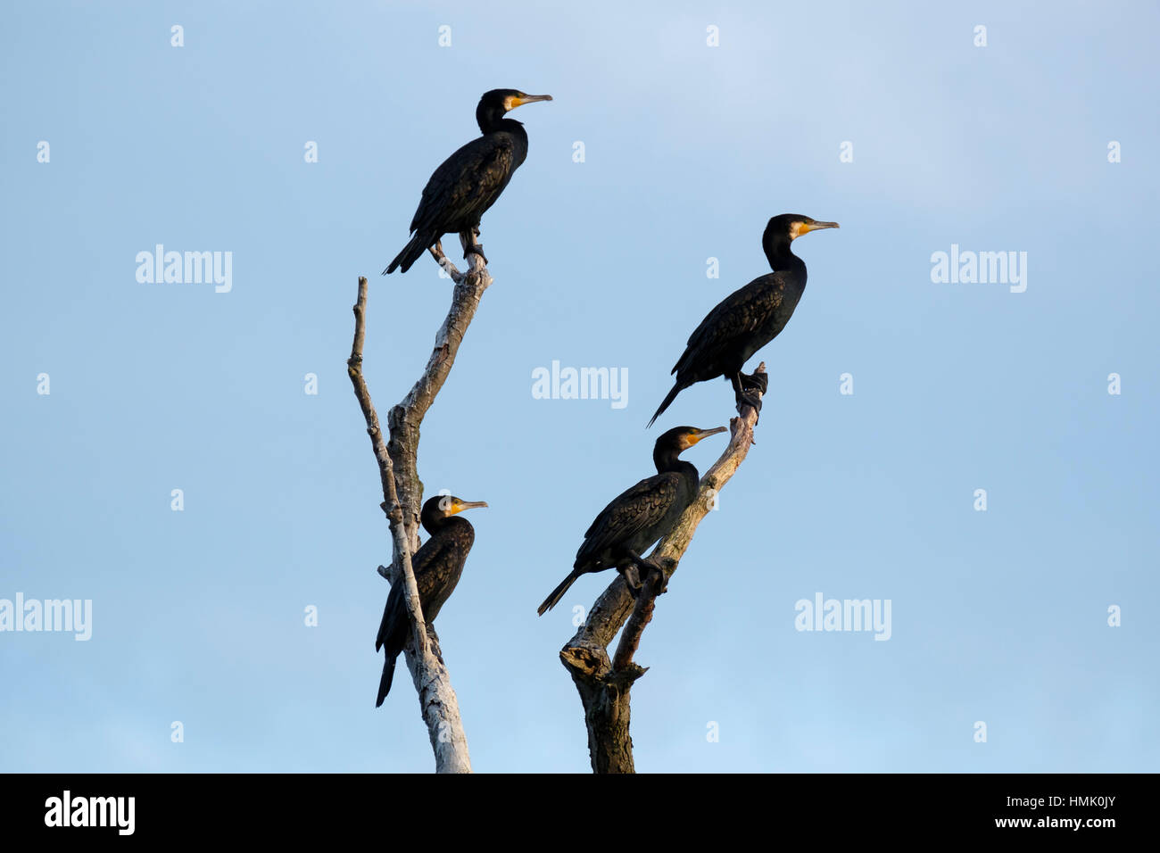 Cormorants (Phalacrocorax carbo) on dead branches, Pudagla, Usedom, Mecklenburg-Western Pomerania, Germany Stock Photo