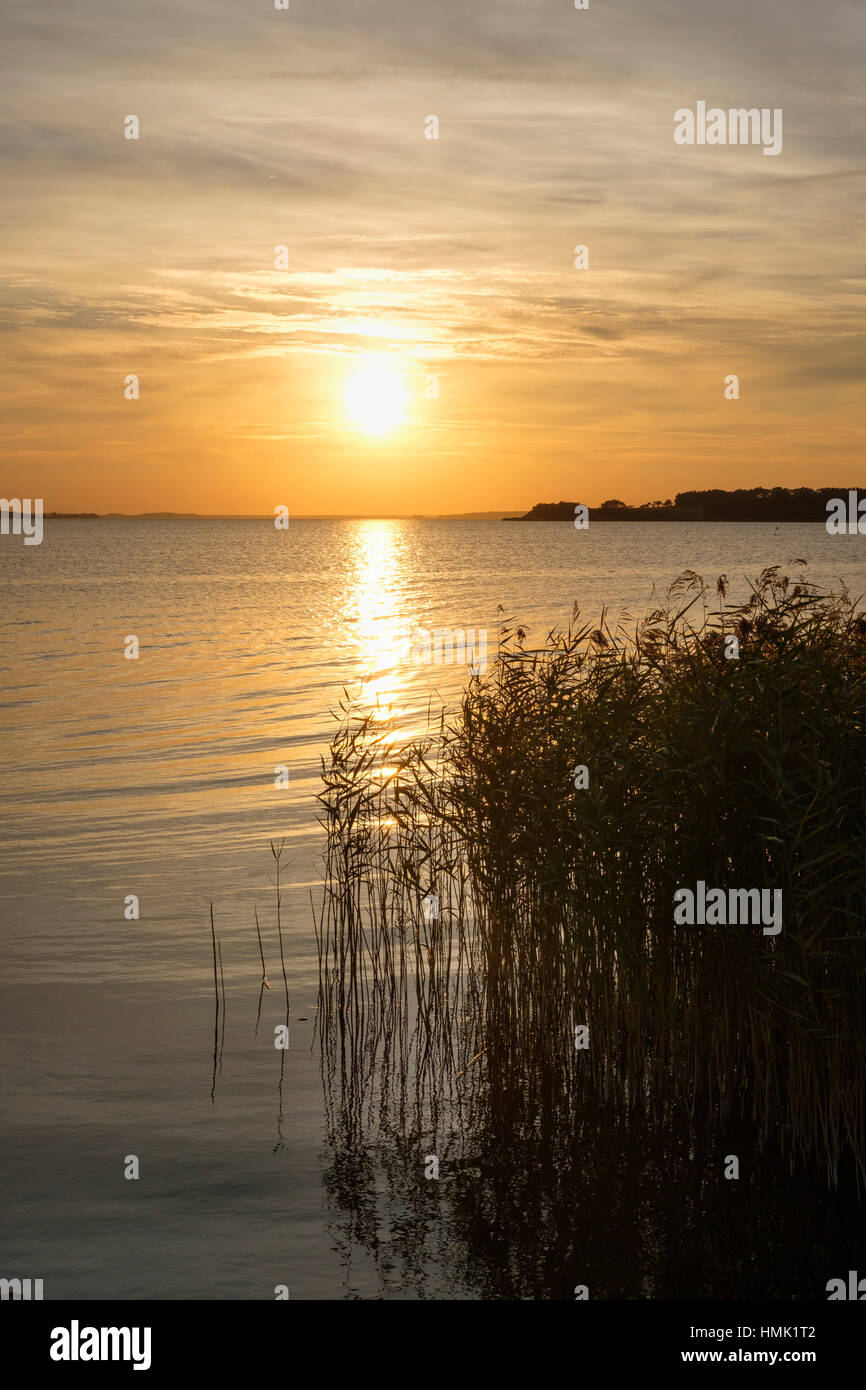 Shore with reeds, evening mood at backwaters, sunset, Ueckeritz, Usedom, Mecklenburg-Western Pomerania, Germany Stock Photo
