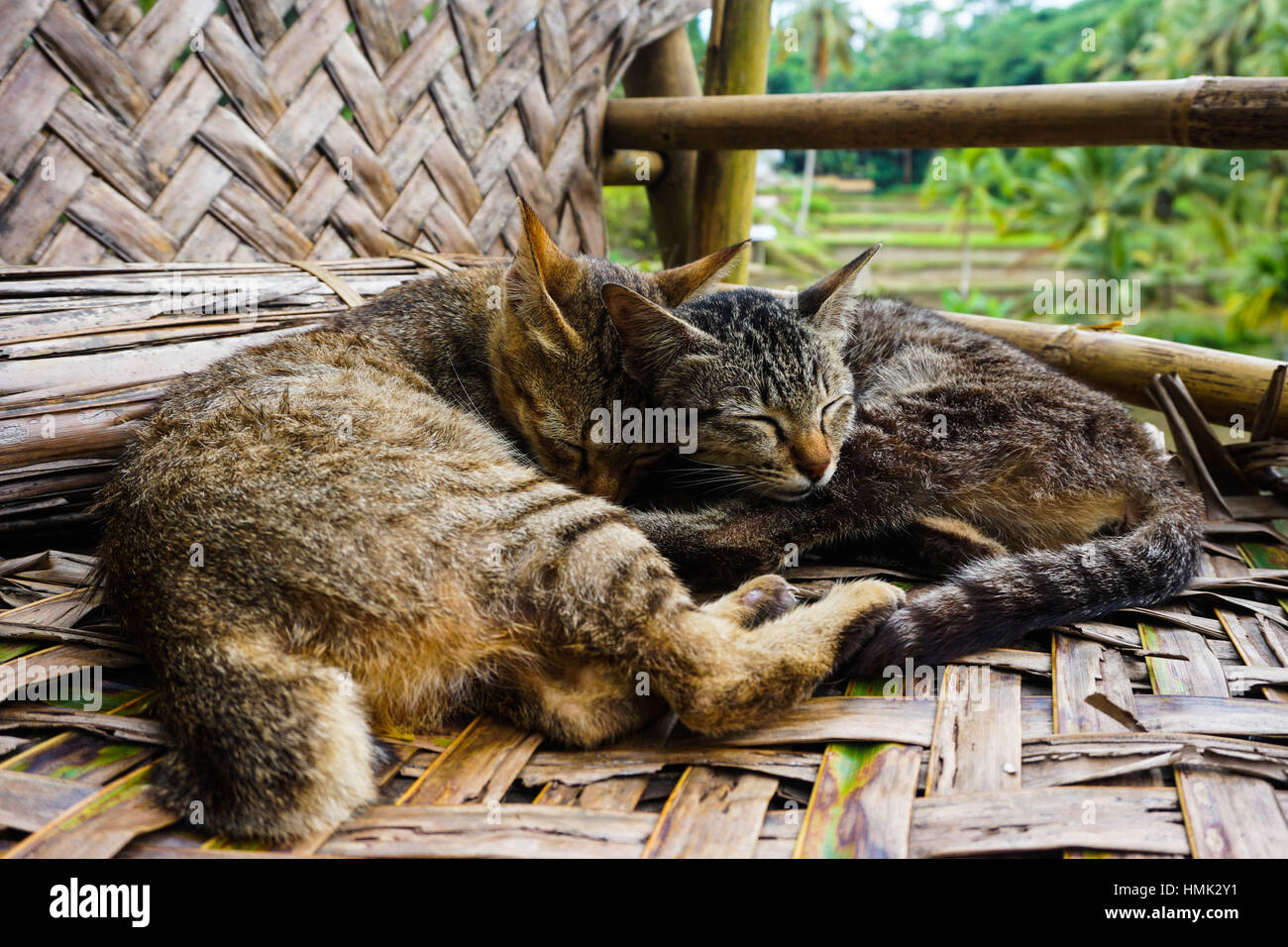 Two tabby kittens curl and cuddle up before going to sleep Stock Photo