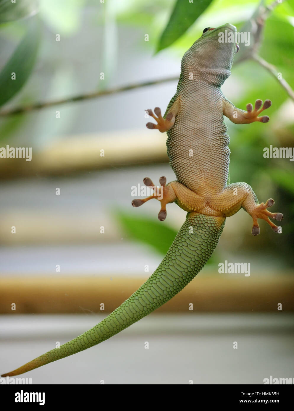 Madagascar giant day gecko (Phelsuma madagascariensis grandis) clinging to glass, captive, Germany Stock Photo