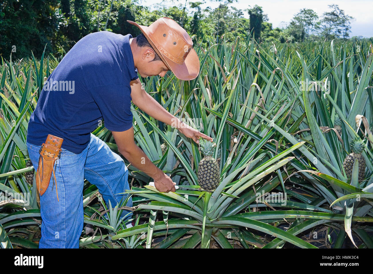 Pineapple plantation worker hires stock photography and images Alamy