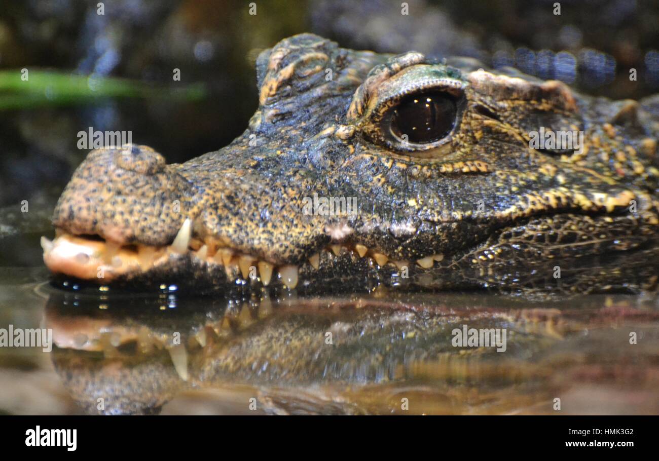 An American alligator (Alligator mississippiensis) in a Florida swamp Stock Photo