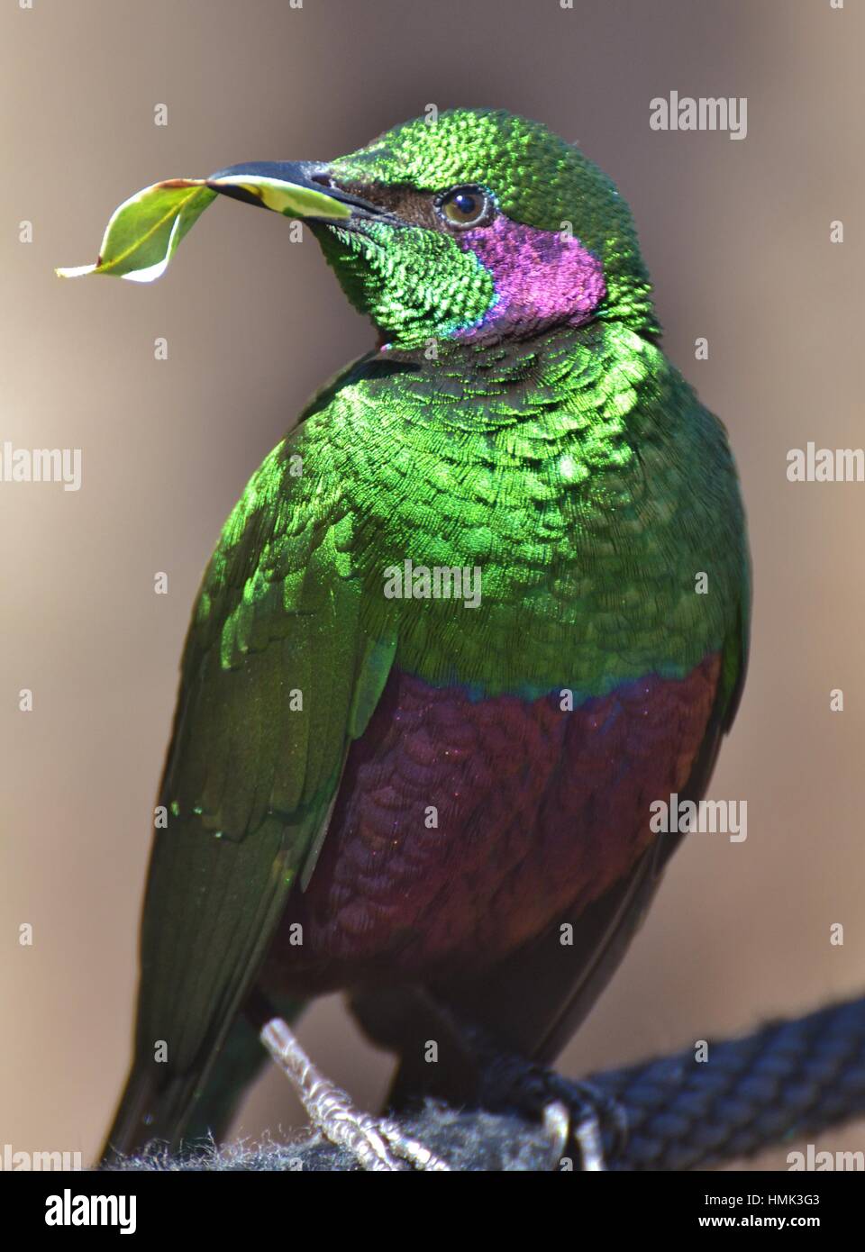 The emerald starling (Lamprotornis iris) is also known as the iris glossy starling. It is found in West Africa. Stock Photo