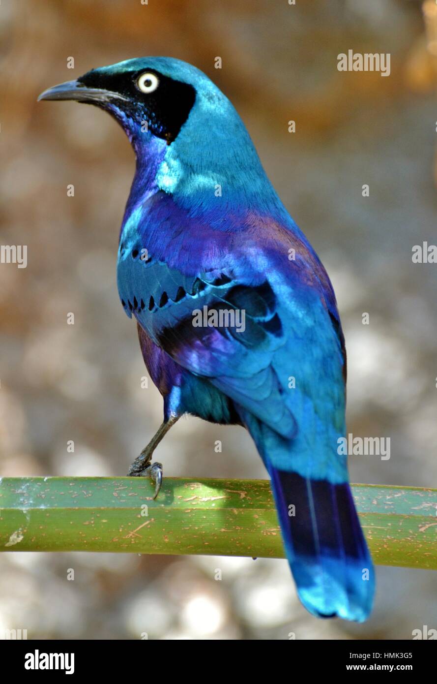 The Superb Starling (Lamprotornis) is an iridescent blue bird which occurs in Africa. Stock Photo
