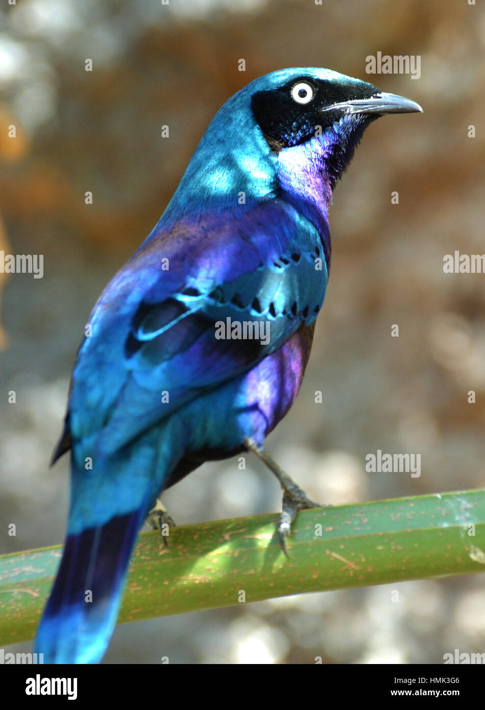 The Superb Starling (Lamprotornis) is an iridescent blue bird which occurs in Africa. Stock Photo