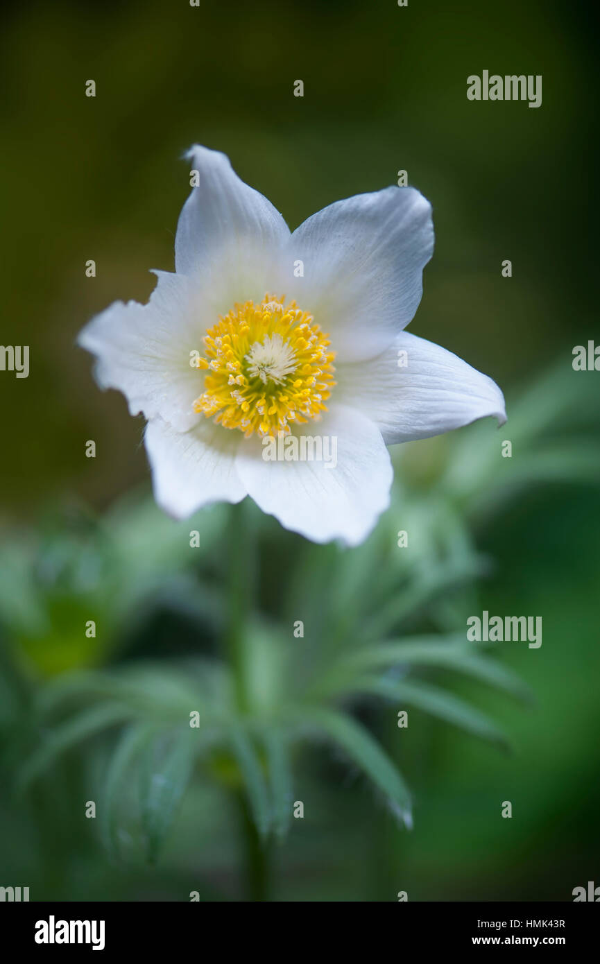Close-up image of a single white, spring flowering Pasque flower also known as Pulsatilla vulgaris 'Alba', image taken against a soft background. Stock Photo