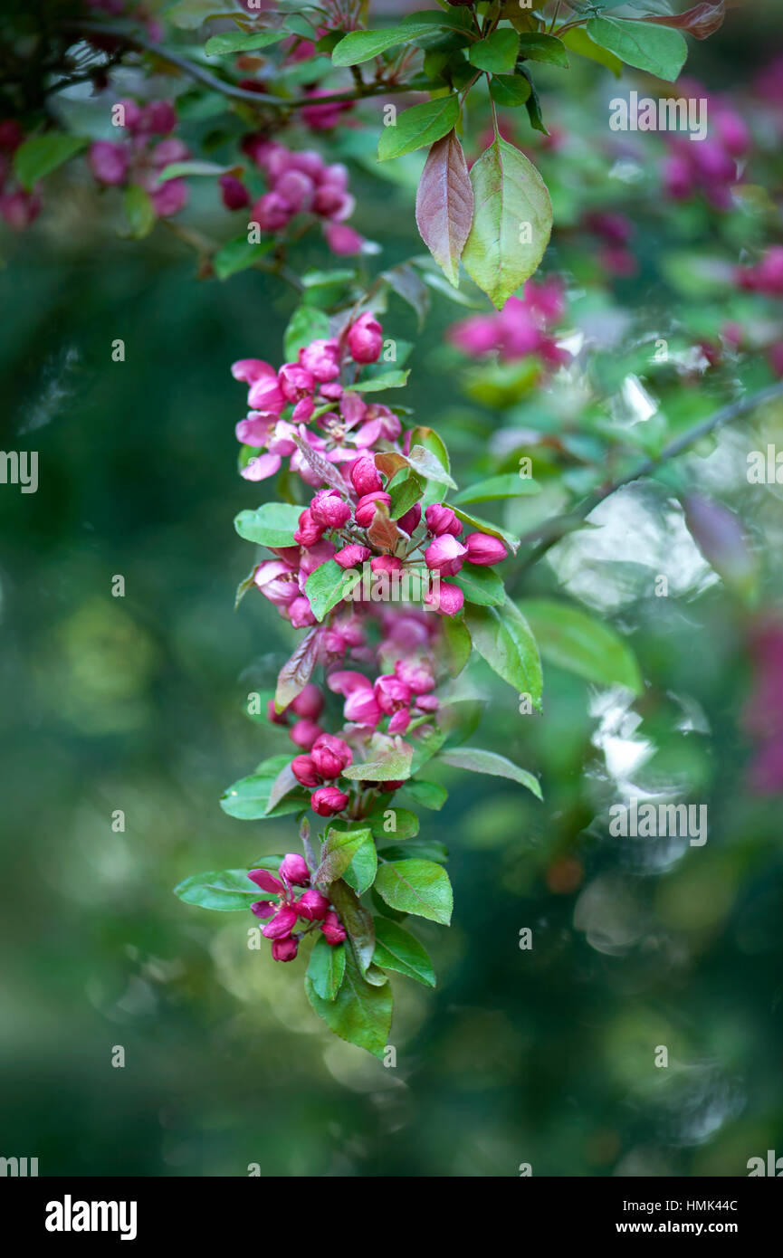 Close-up image of the spring flowering ornamental apple tree Malus purpurea, image taken against a soft backgroundbright Stock Photo