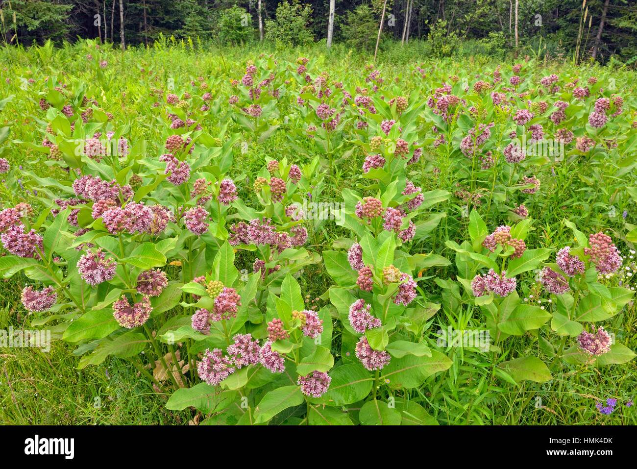 Common milkweed (Asclepias syriaca) Flowers, Greater Sudbury, Ontario, Canada Stock Photo Alamy