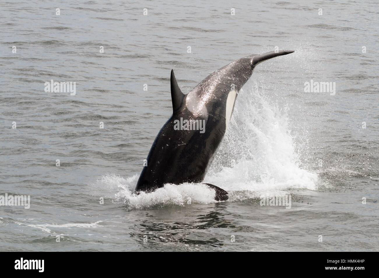 Killer Whale Jumping Out Of Water Chasing Dolphin