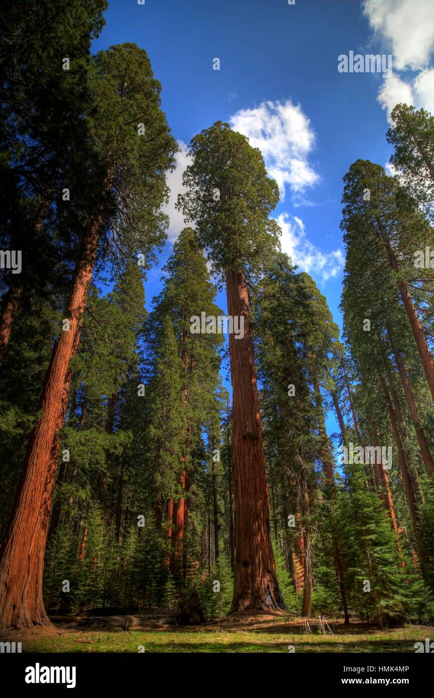 Giant Sequoia Trees dominate the landscape at Giant Forest at Sequoia