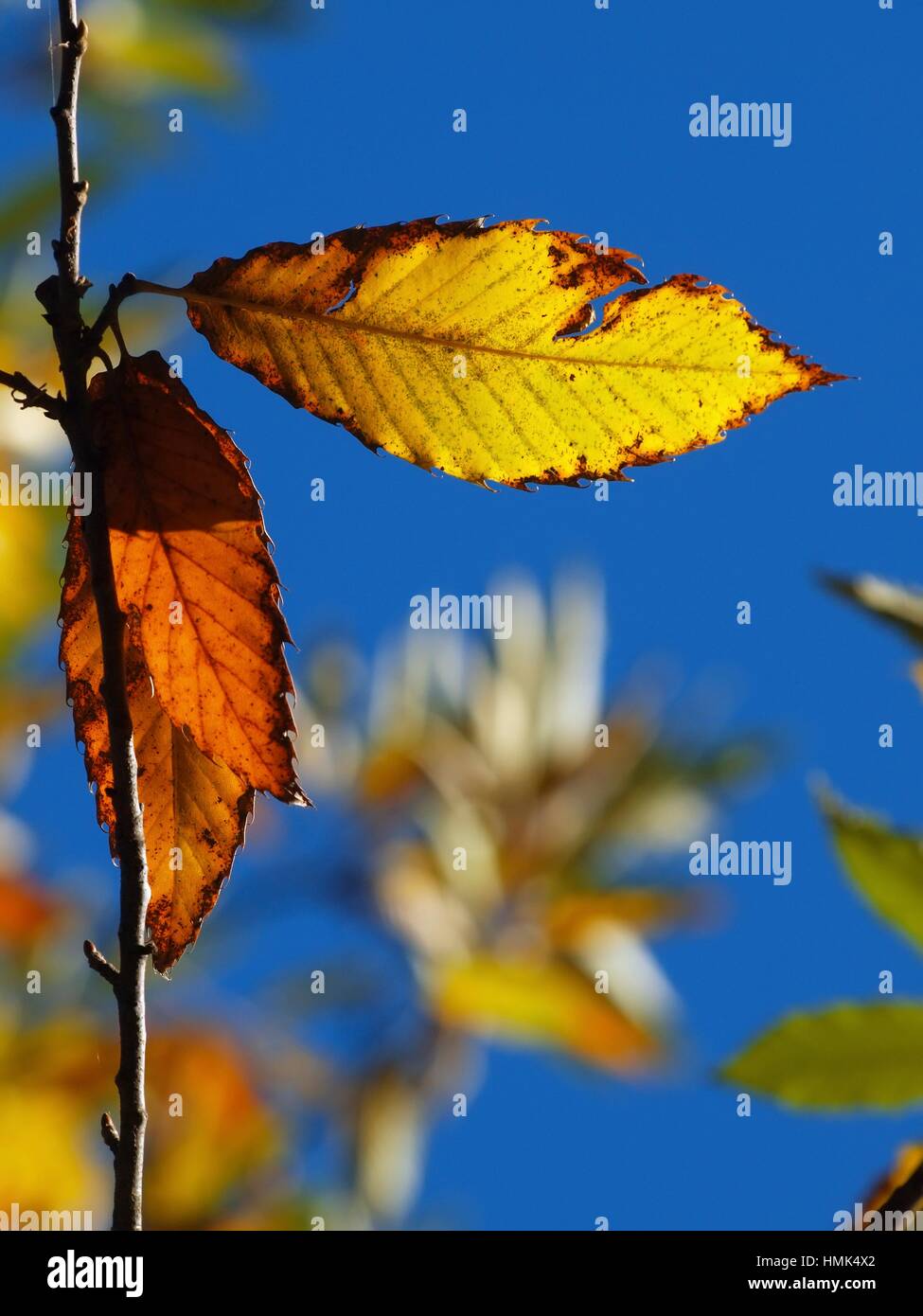 Tree leaves sweet chestnut hires stock photography and images Alamy