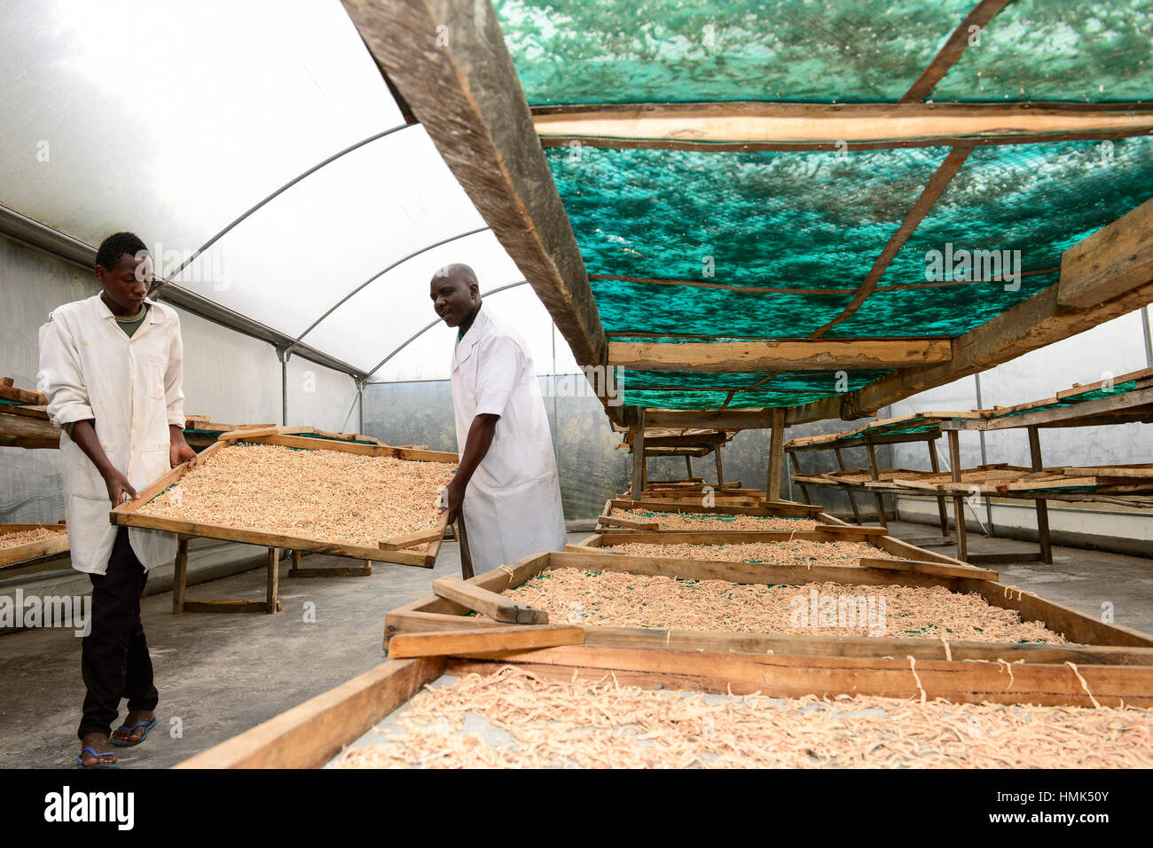 Potato chips processing hires stock photography and images Alamy