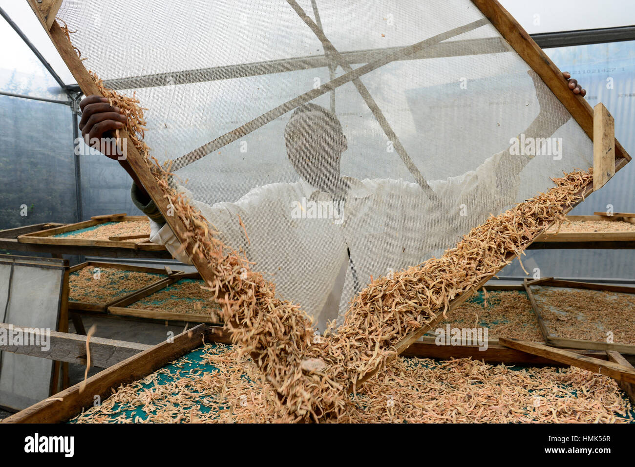 KENYA, County Bungoma, village Kimwanga, sweet potato processing, green