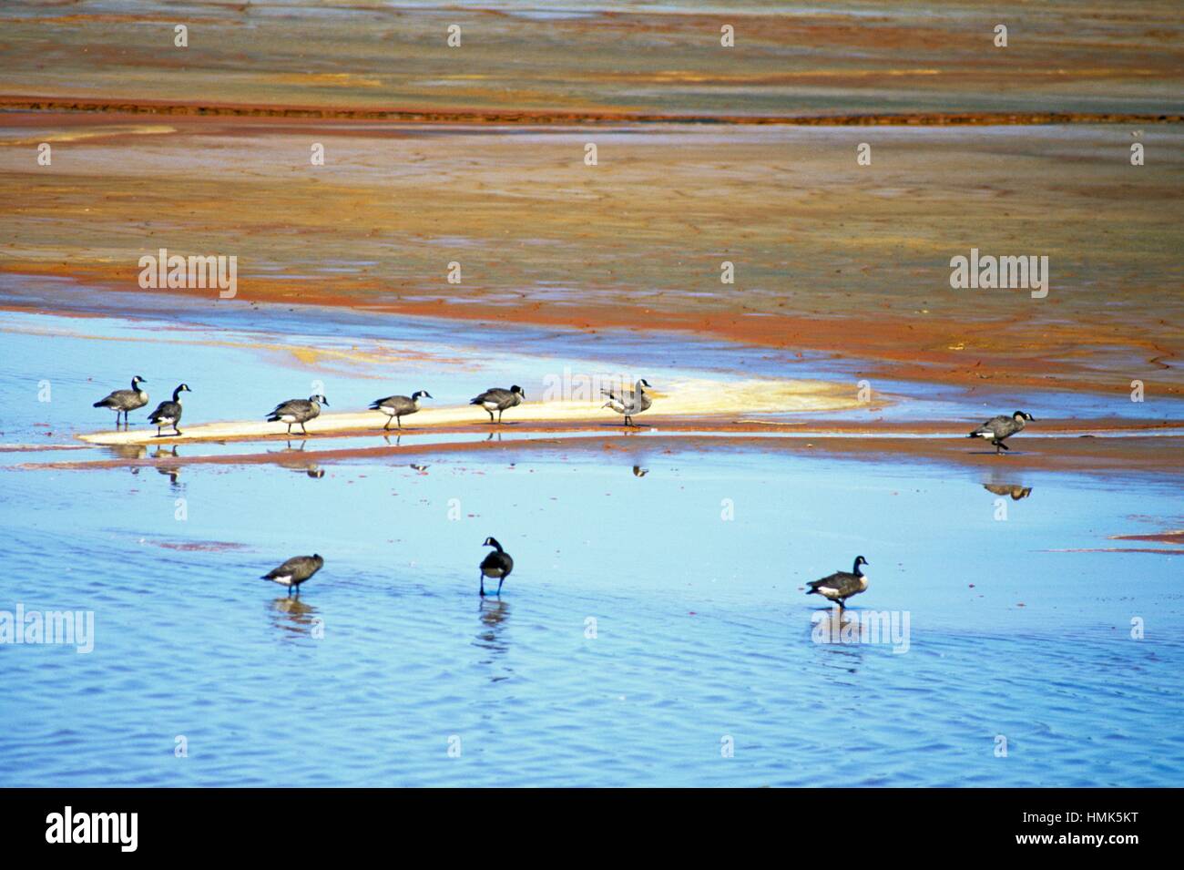 Canada goose (Branta canadensis) jn polluted mine tailings pond, Greater Sudbury, Ontario, Canada. Stock Photo