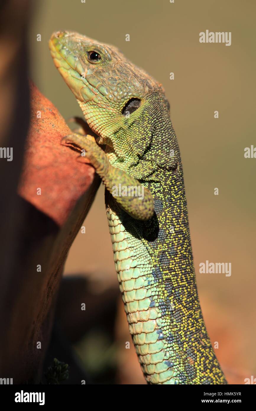 Spanish Lizard Stock Photos & Spanish Lizard Stock Images Alamy