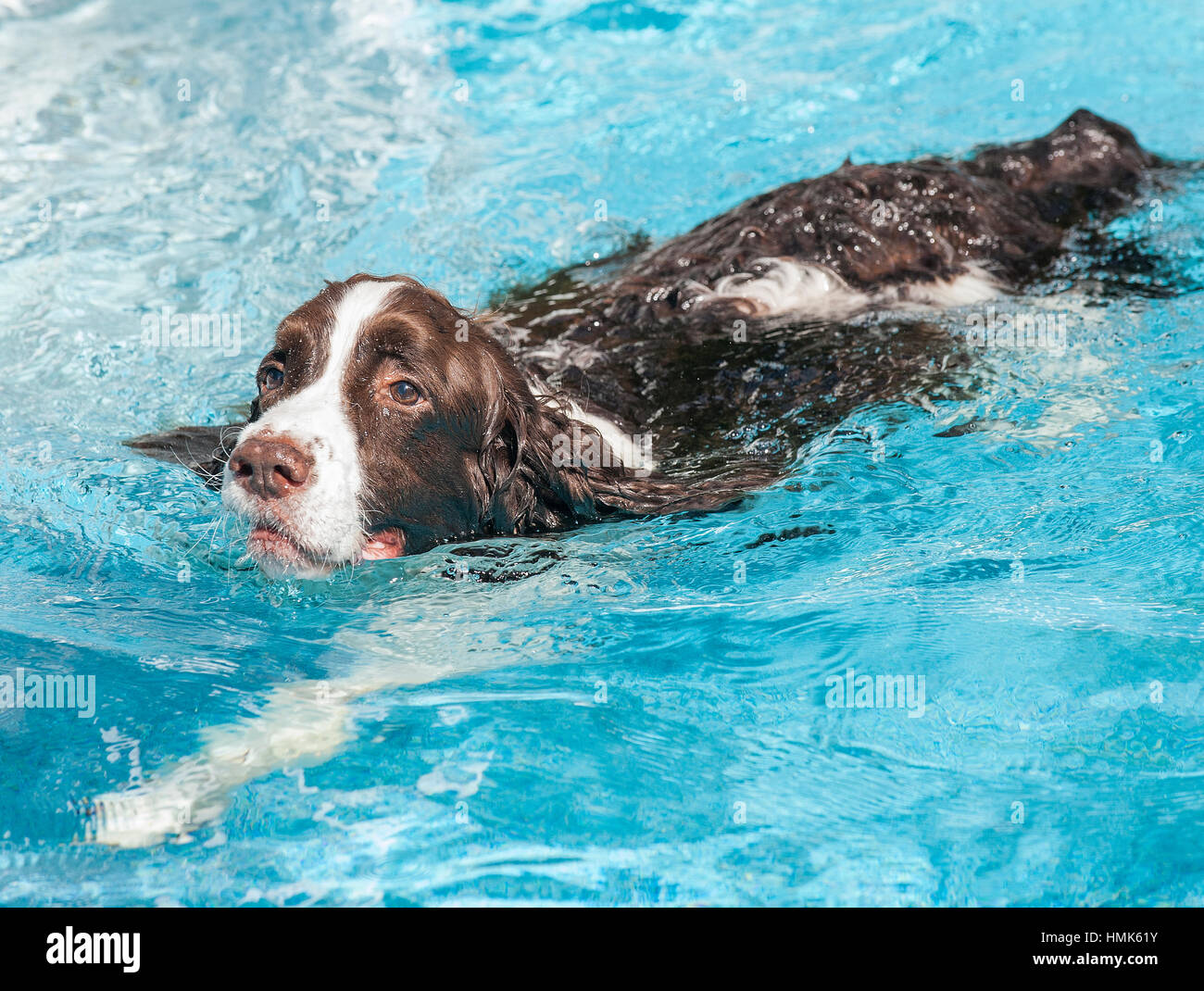 Brown and white springer spaniel dog swimming in blue water pool full
