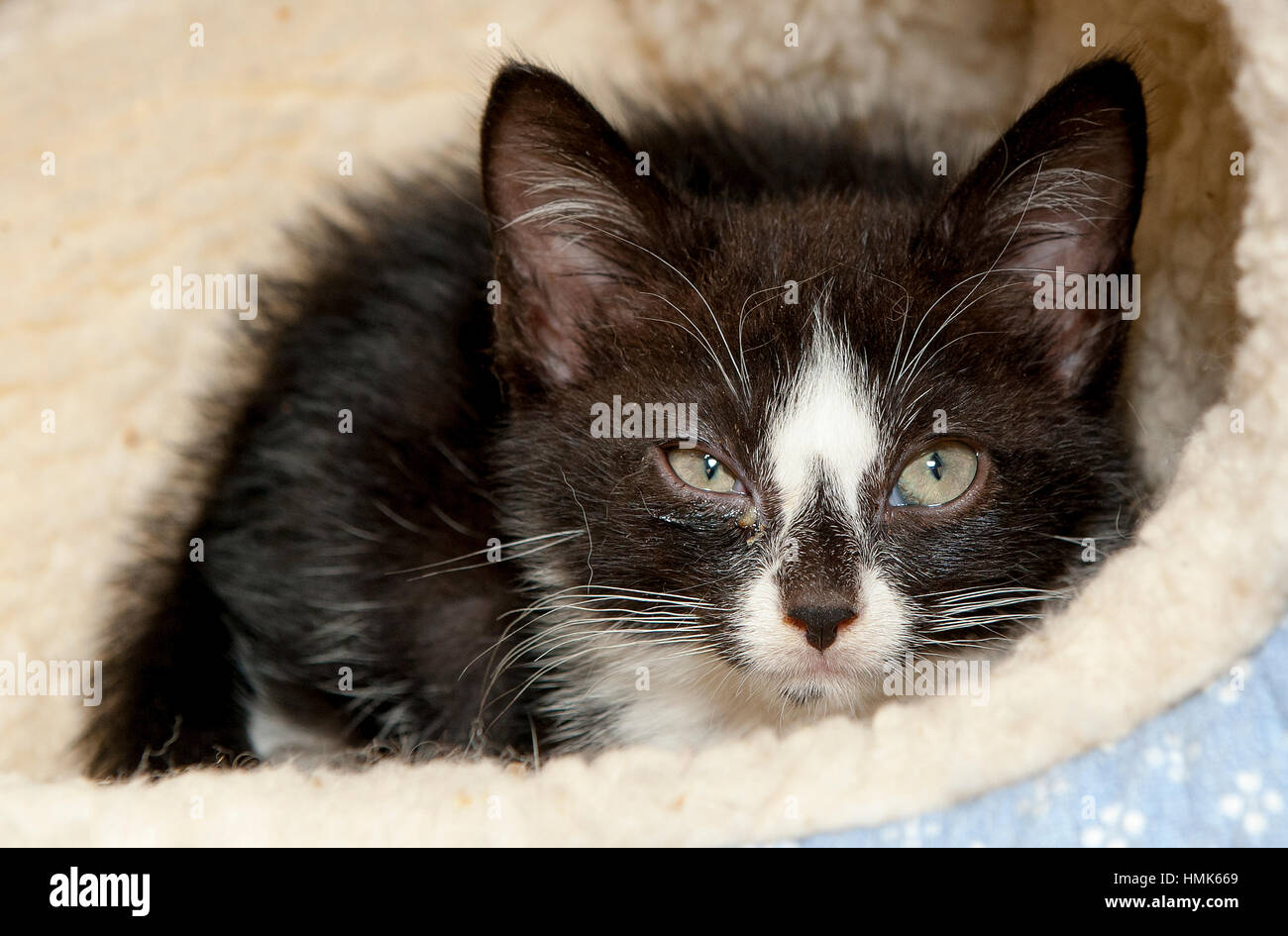 Adorable black and white kitten close up from above looking up at camera Stock Photo