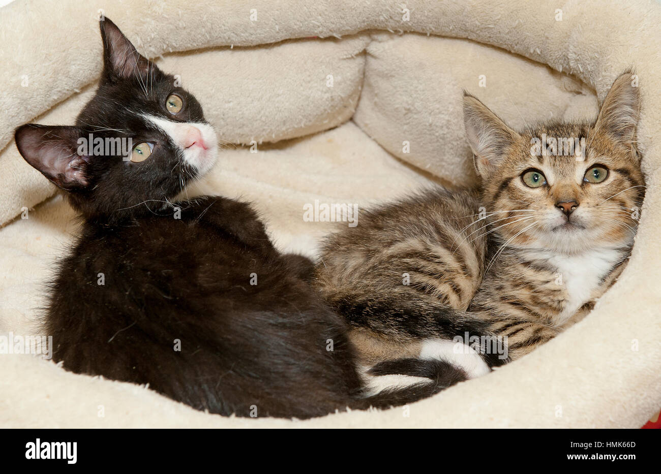 Two kittens lying down in round bed looking up Stock Photo