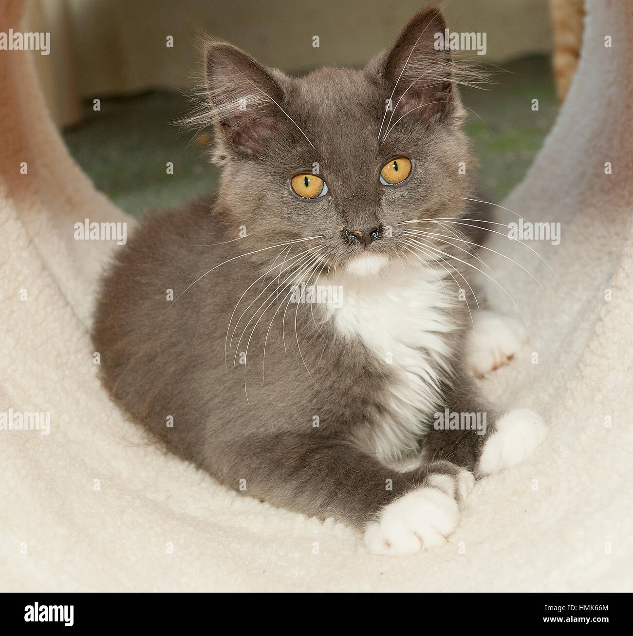 Grey and white kitten lying down in cat tunnel facing camera looking at camera Stock Photo