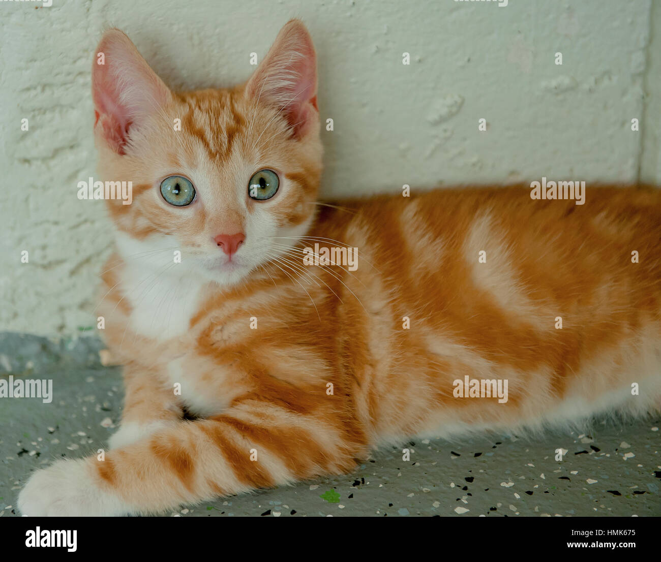 Adorable short haired orange tabby kitten 3/4 Stock Photo