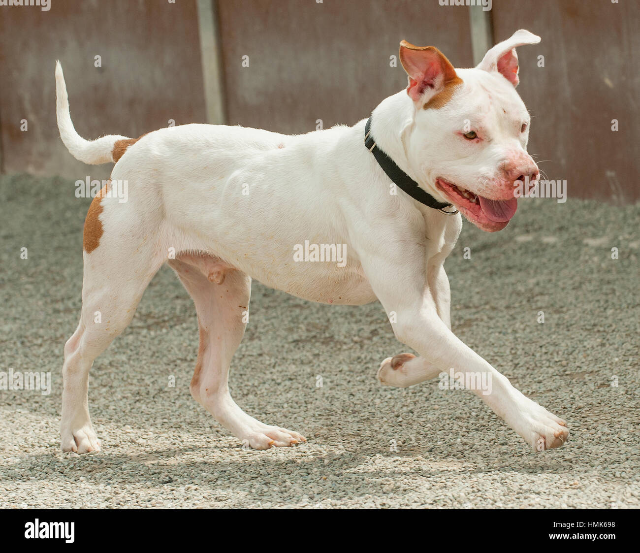 Playful, happy white pitbull rescue dog running and playing Stock Photo