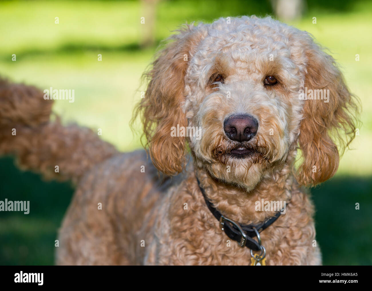 Beautiful Goldendoodle portrait looking at camera with tail wagging Stock Photo