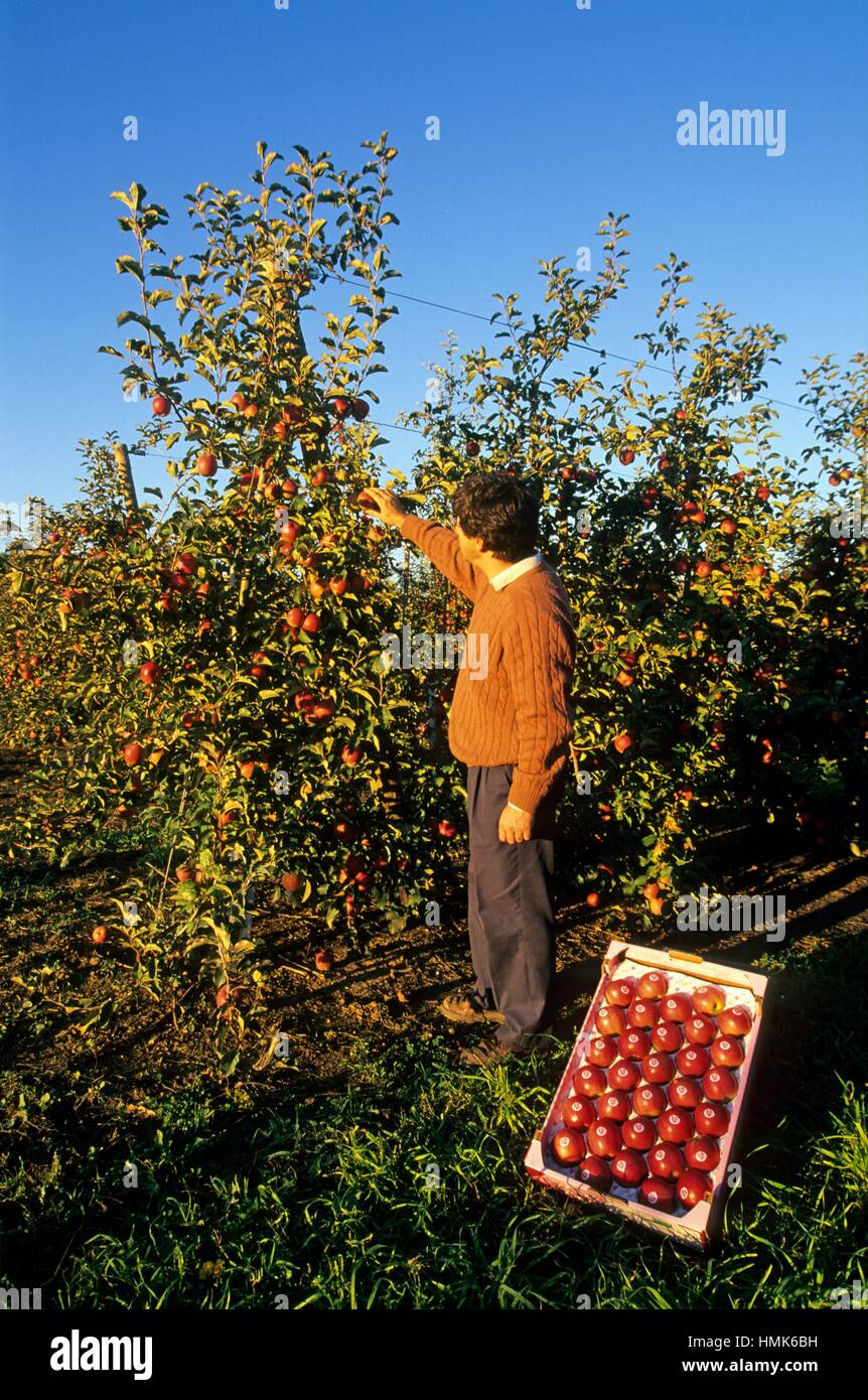 harvesting of Pink Lady® red apples Stock Photo Alamy