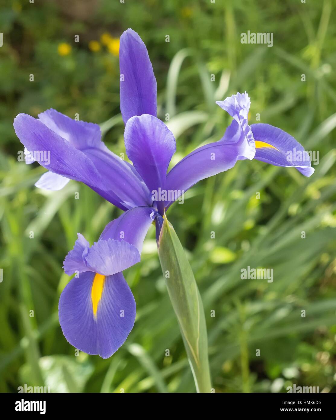Lily iris sp hires stock photography and images Alamy